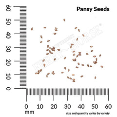 Pansy, Swiss Giants Mixed Colors Seeds, 300mg