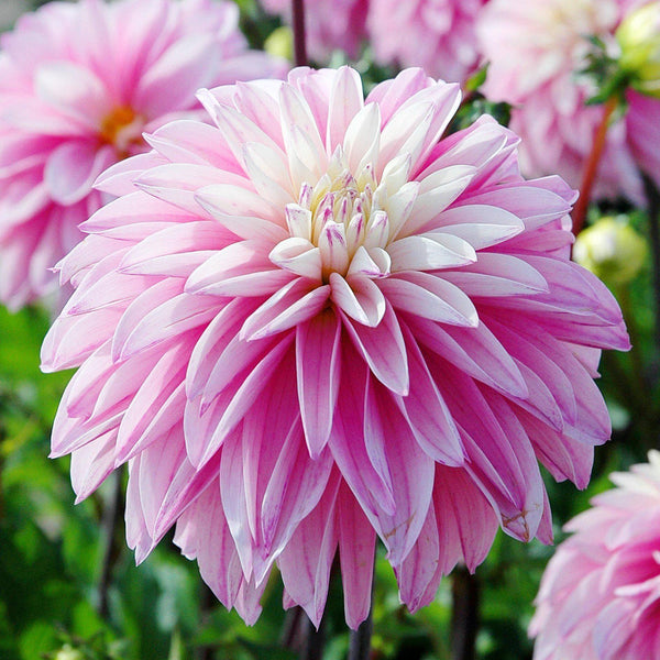 Paradise City Dahlia Bulbs Perennial Growing Bonsai Roots Rhizomes Corms Tubers Potted Planting Reblooming Fragrant Garden Species Blooms Flower Seeds Plant Gardening