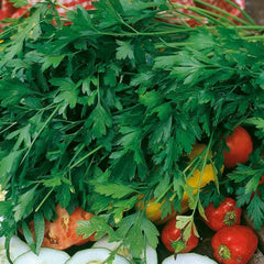 Parsley, Single Flat Italian Seeds, 1.8g