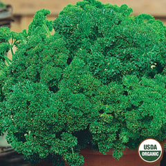 Parsley, Extra Triple Curled Organic Seeds, 1.2g