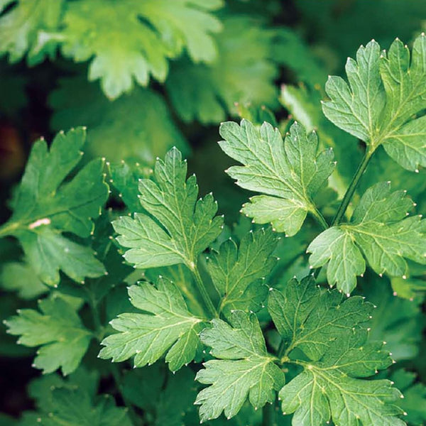 Parsley, Italian Dark Green Seeds, 1.8g