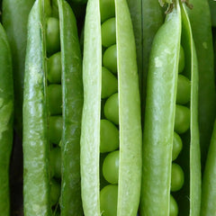 Pea, Cascadia Sugar Snap Organic Seeds, 14g