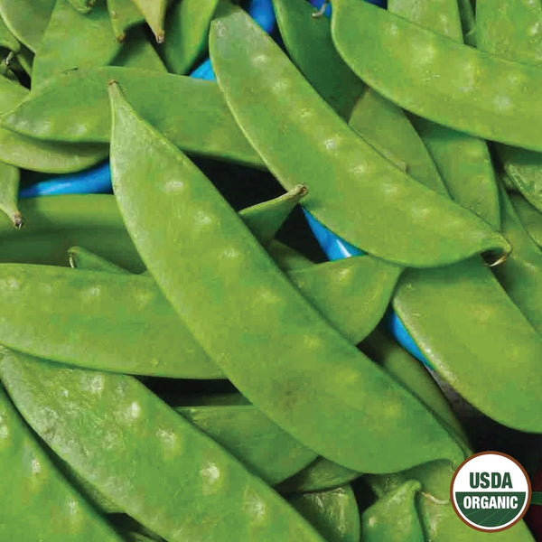 Pea, Mammoth Melting Sugar Pod Organic Seeds, 14g