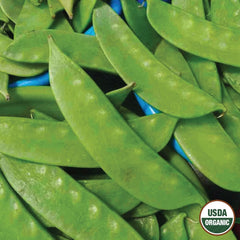Pea, Mammoth Melting Sugar Pod Organic Seeds, 14g