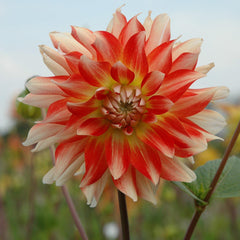 Dahlia Penny Lane Bulbs Perennial Growing Bonsai Roots Rhizomes Corms Tubers Potted Planting Reblooming Fragrant Garden Species Blooms Flower Seeds Plant Gardening