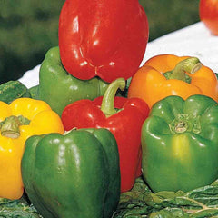 Pepper, Grand Bell Mix Seeds, 600mg