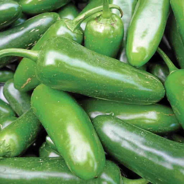 Pepper, Jalapeno Mild Organic Seeds, 400mg