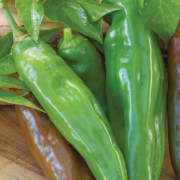 Pepper, Anaheim Chili Seeds, 700mg