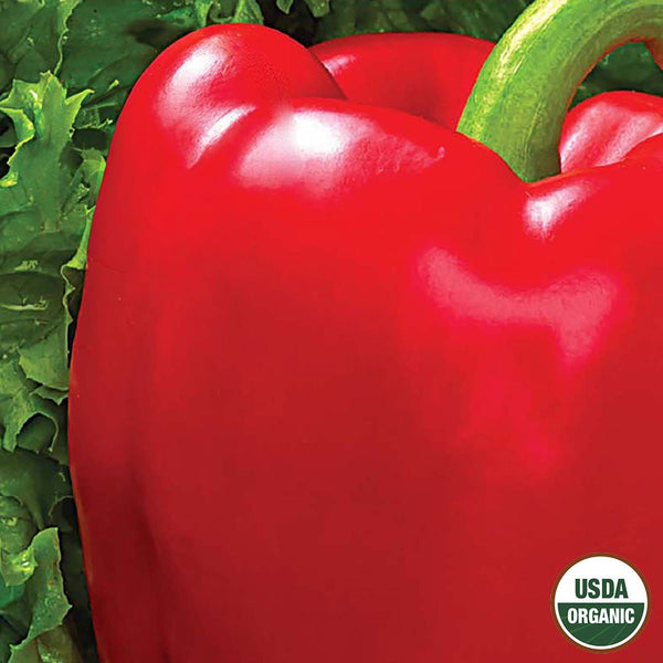 Pepper, Chinese Giant Organic Seeds, 400mg