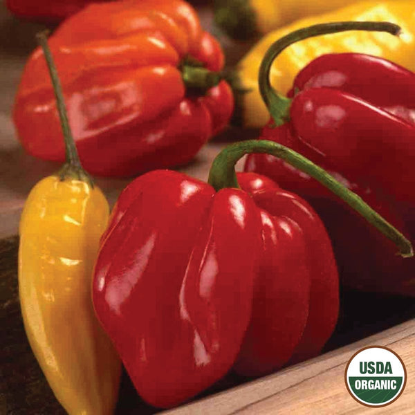 Pepper, Habanero Organic Seeds, 400mg