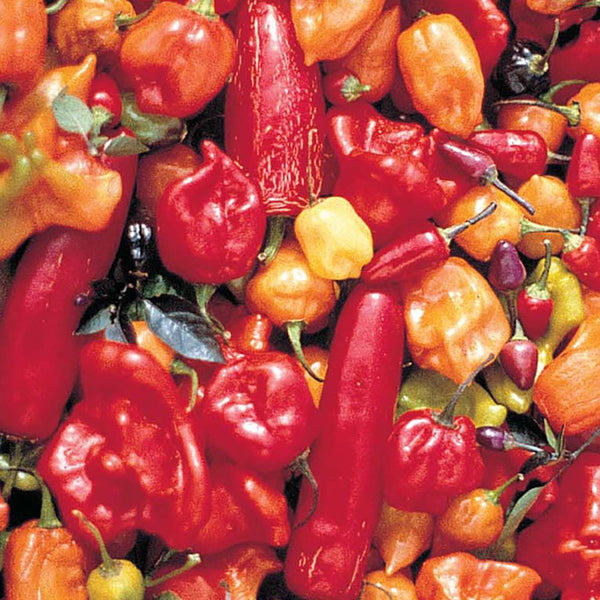 Pepper, Hot Mix Seeds, 500mg