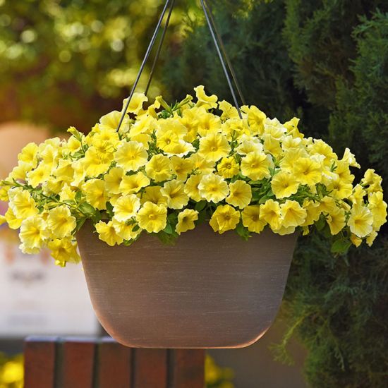 Calibrachoa Calibrachoa Hybrida Yellow Petunia Flower Seeds for Planting