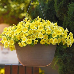 Calibrachoa Calibrachoa Hybrida Yellow Petunia Flower Seeds for Planting