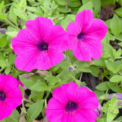 Petunia, Dwarf Bedding Mixed Colors Seeds, 200mg