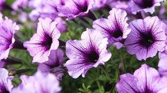 Heirloom Purple Calibrachoa Flower Seeds for Planting – Non-GMO, Vibrant Blooming Flower Seeds
