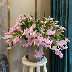 Crab Claw Orchid - The Icing On The Cake