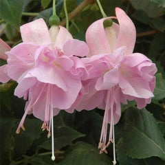 Fuchsia Flowers Seeds Dancing Elf Bonsai
