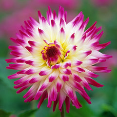 Pink Dahlia Collection Bulbs Perennial Growing Bonsai Roots Rhizomes Corms Tubers Potted Planting Reblooming Fragrant Garden Species Blooms Flower Seeds Plant Gardening