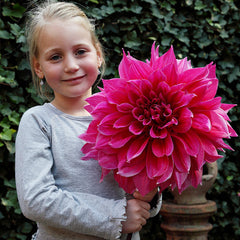 Pink Dahlia Collection Bulbs Perennial Growing Bonsai Roots Rhizomes Corms Tubers Potted Planting Reblooming Fragrant Garden Species Blooms Flower Seeds Plant Gardening