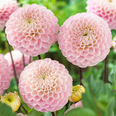 Pink Dahlia Collection Bulbs Perennial Growing Bonsai Roots Rhizomes Corms Tubers Potted Planting Reblooming Fragrant Garden Species Blooms Flower Seeds Plant Gardening