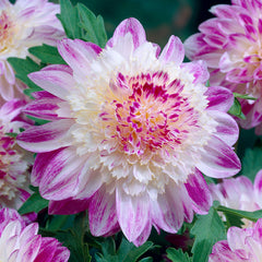 Pink Dahlia Collection Bulbs Perennial Growing Bonsai Roots Rhizomes Corms Tubers Potted Planting Reblooming Fragrant Garden Species Blooms Flower Seeds Plant Gardening