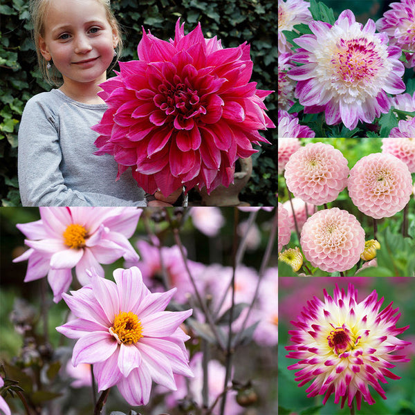 Pink Dahlia Collection Bulbs Perennial Growing Bonsai Roots Rhizomes Corms Tubers Potted Planting Reblooming Fragrant Garden Species Blooms Flower Seeds Plant Gardening