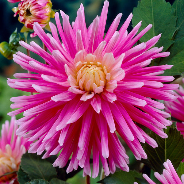 Pink Summer Dahlia Bulbs Perennial Growing Bonsai Roots Rhizomes Corms Tubers Potted Planting Reblooming Fragrant Garden Species Blooms Flower Seeds Plant Gardening