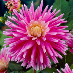 Pink Summer Dahlia Bulbs Perennial Growing Bonsai Roots Rhizomes Corms Tubers Potted Planting Reblooming Fragrant Garden Species Blooms Flower Seeds Plant Gardening