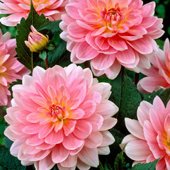 Pink Summer Dahlia Bulbs Perennial Growing Bonsai Roots Rhizomes Corms Tubers Potted Planting Reblooming Fragrant Garden Species Blooms Flower Seeds Plant Gardening