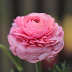 Tropical Sunset Collection Ranunculus Corms Bulbs Persian Buttercup Growing Bonsai Roots Rhizomes Tubers Potted Planting Reblooming Fragrant Garden Species Blooms Flower Seeds Plant Gardening