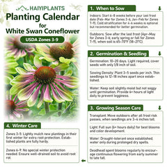 Green Twister Coneflower Seeds - Rare Pink & Lime Hardy Perennial Pollinator Flower