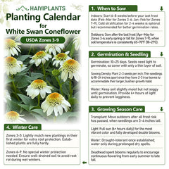 Coconut Lime Coneflower Seeds - Rare White & Green Hardy Perennial Pollinator Flower