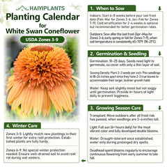 Double Orange Coneflower Seeds - Rare Hardy Perennial Pollinator Flower