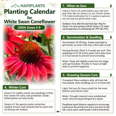 Red Coneflower Seeds - Vibrant Hardy Perennial Pollinator Flower