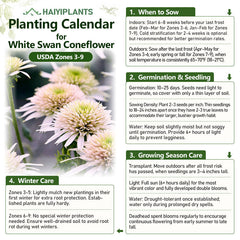 Pink Lemonade Coneflower Seeds - Rare Pink & Green Hardy Perennial Pollinator Flower