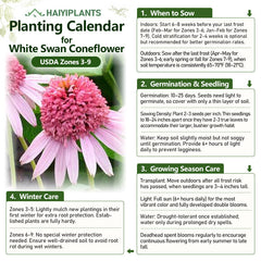 Double Pink Coneflower Seeds - Rare Hardy Perennial Pollinator Flower