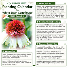 Double Bicolor Coneflower Seeds - Rare Hardy Perennial Pollinator Flower
