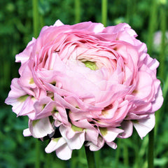 Hermione Ranunculus  Corms Bulbs Growing Bonsai Roots Rhizomes Tubers Potted Planting Reblooming Fragrant Garden Species Blooms Flower Seeds Plant Gardening
