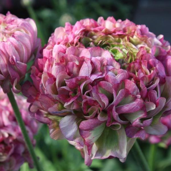 Malva Ranunculus Malva Ranunculus Corms Bulbs Persian Buttercup Growing Bonsai Roots ...