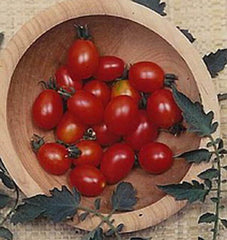 Principe Borghese - Seedsplant