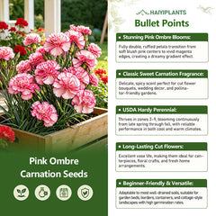 Pink Ombre Carnation Seeds