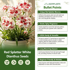 Red Splatter White Dianthus Seeds