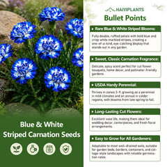 Blue & White Striped Carnation Seeds