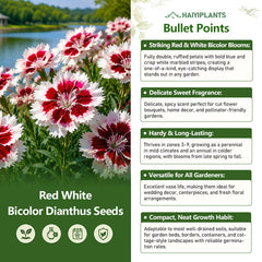 Red White Bicolor Dianthus Seeds