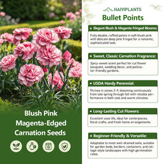 Blush Pink Magenta-Edged Carnation Seeds