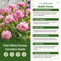 Pink White Picotee Carnation Seeds