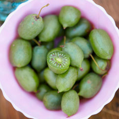Kiwi - Prolific