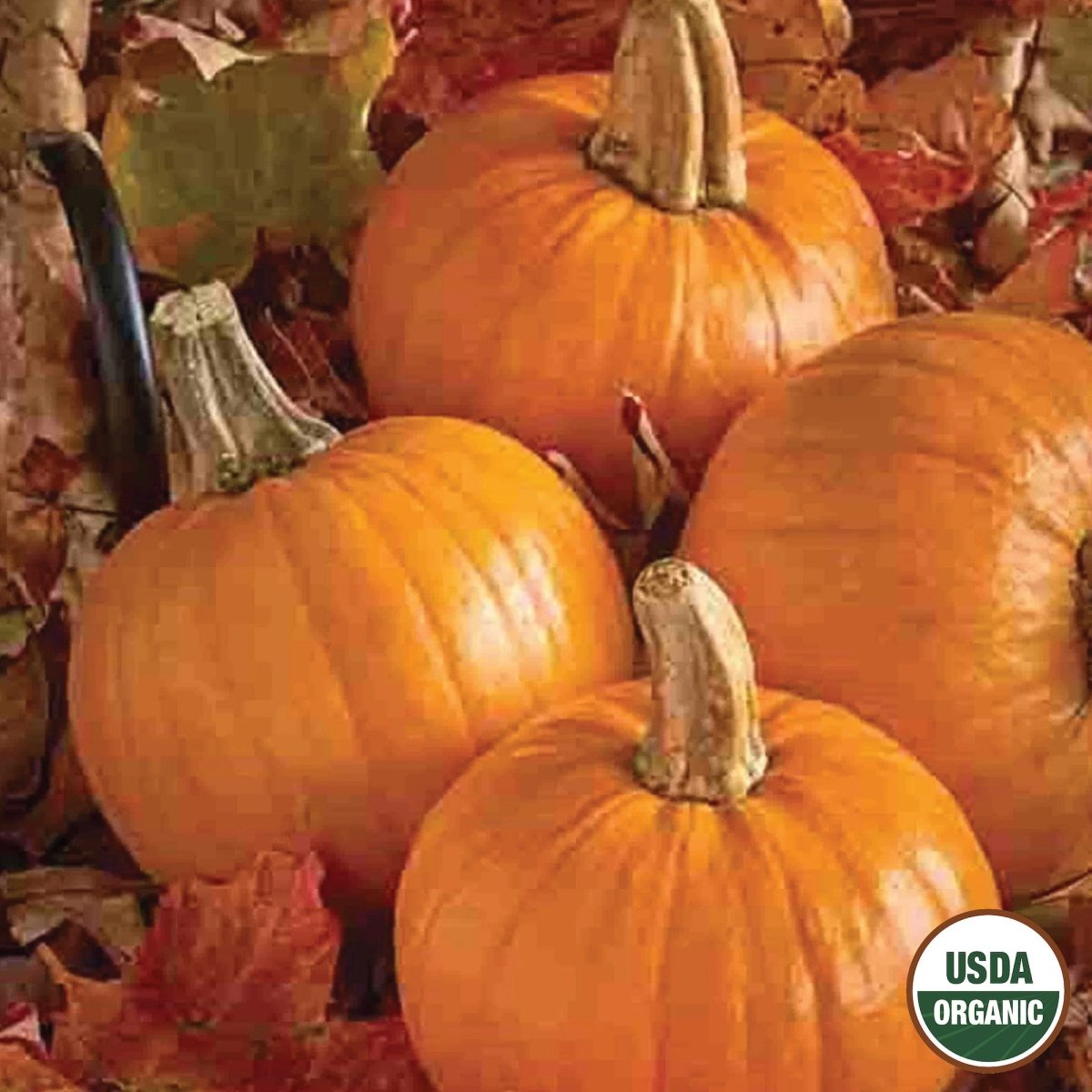 Pumpkin, Early Sugar or Pie Organic Seeds, 4.4g