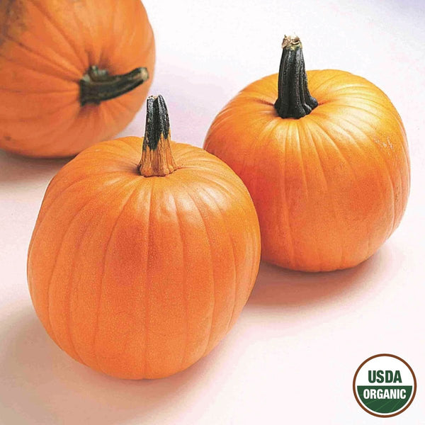 Pumpkin, Jack O'Lantern Organic Seeds, 4.4g