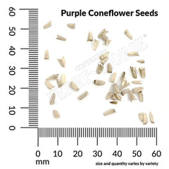 Purple Coneflower, Echinacea Seeds, 400mg